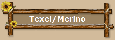 Texel/Merino